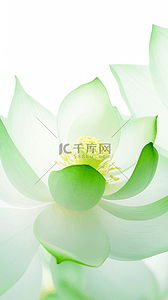 柔软透气插画图片_清凉透气淡绿色盛开的荷花花朵花儿