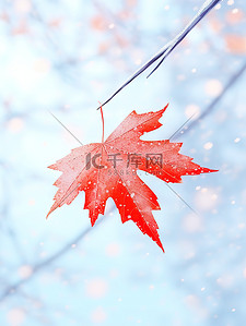 红色的枫叶挂在树枝小雪大雪13
