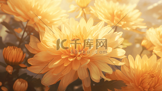 重阳节植物插画图片_唯美菊花重阳节节日插画12