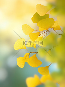 黄色银杏插画图片_秋天的早晨黄色银杏叶5