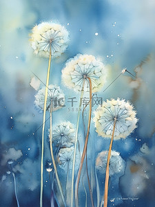 水彩画蒲公英蓝色背景插画13