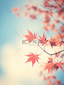 秋天美丽的红色枫叶20