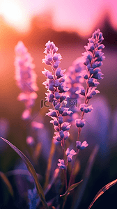 唯美户外黄昏夕阳下紫色薰衣草鲜花背景插画素材