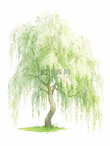 枝叶茂盛的绿色高大垂柳插画15