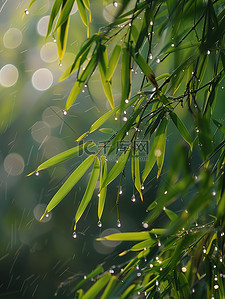 雨滴落在竹叶上春天雨水插画设计