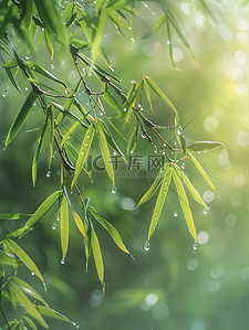 雨滴插画图片_雨滴落在竹叶上春天雨水矢量插画