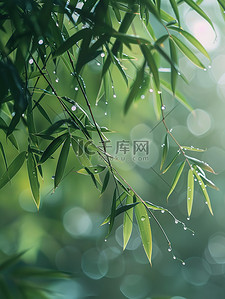 雨滴插画图片_雨滴落在竹叶上春天雨水插画素材