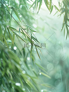 雨滴插画图片_雨滴落在竹叶上春天雨水图片