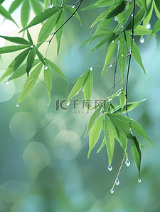 雨滴插画图片_雨滴落在竹叶上春天雨水插图