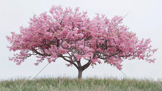 樱花网页设计插画图片_盛开的樱花春天季节微距场景插画设计