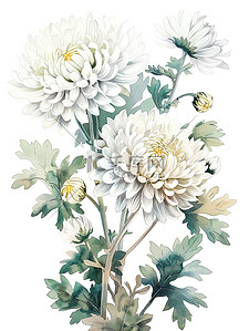白色菊花水彩插图