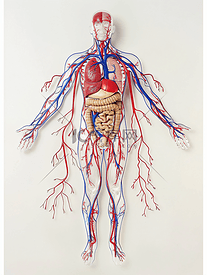 人体内部血管图