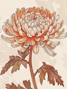 一朵优雅的菊花插画