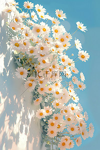 春天小雏菊插画图片_小雏菊长在白色的墙插画设计