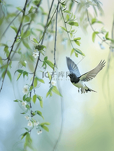 展翅自由飞翔鸥插画图片_春天户外树枝柳枝燕子飞翔的插画