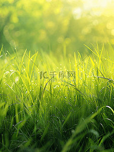 景观环境插画图片_夏季草原上午草原夏季素材摄影图