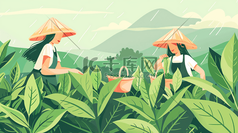 谷雨时节采茶茶农插画7