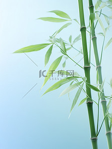 淡蓝色背景下的翠竹插画图片