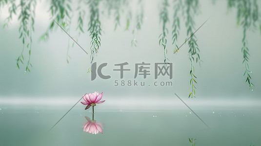 柳枝湖面粉红色莲花图片