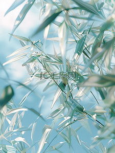 竹子小清新插画图片_半透明的竹子玻璃材料插画图片