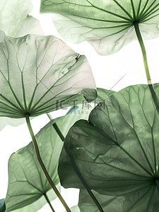 透明浅绿色的大荷叶插画图片