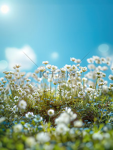 白花花的雪插画图片_草原白花蓝天夏天插画素材