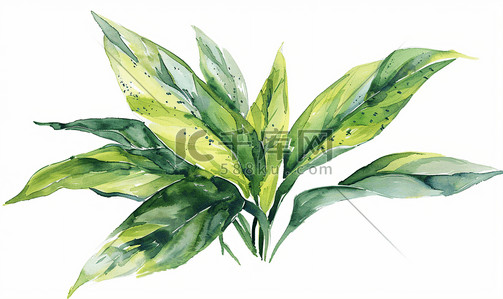 白色背景下孤立的龙舌兰叶水彩插图