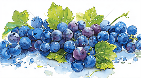 美味的葡萄水彩插画15