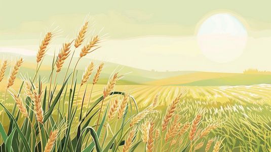 绿油油小麦地清新插画