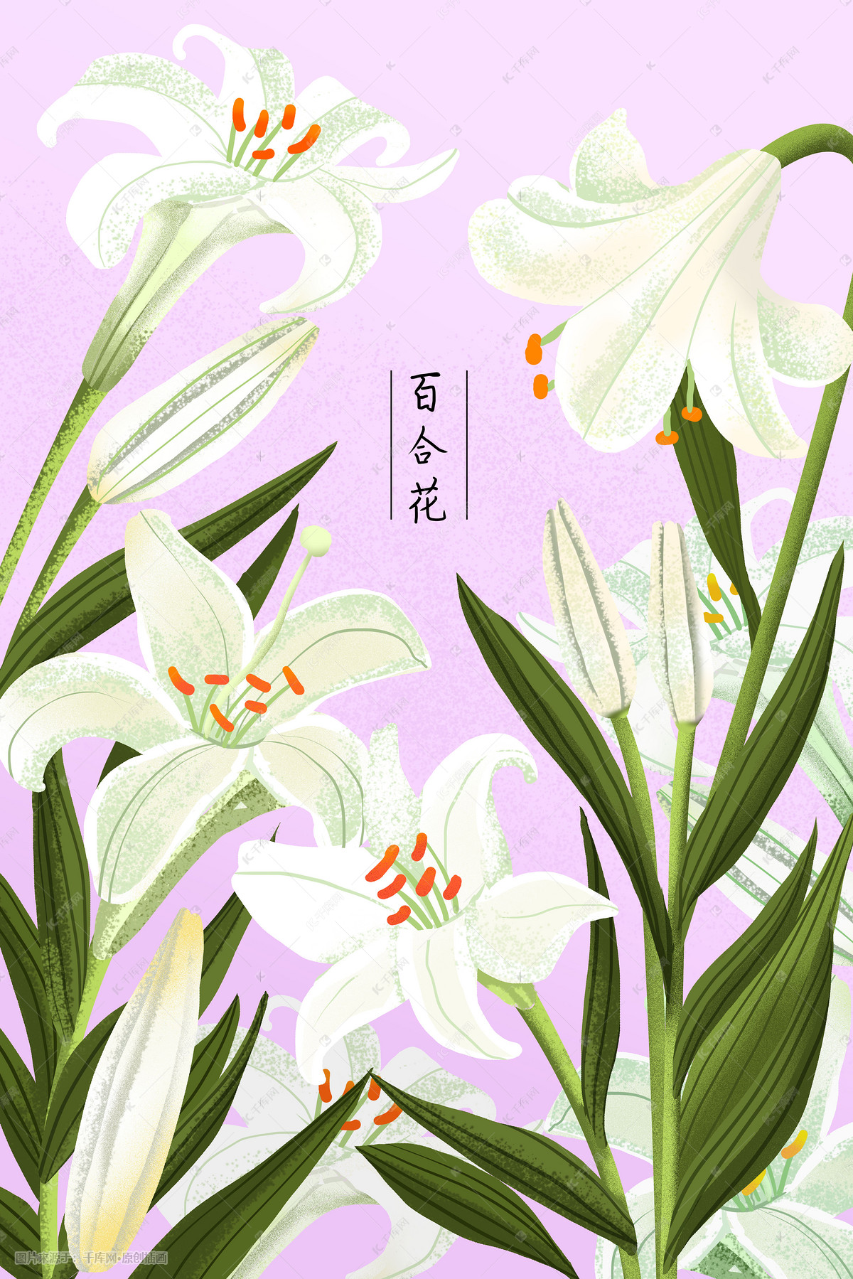 植物花草百合插画
