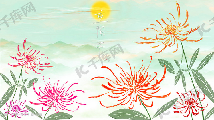 重阳节的菊花插画