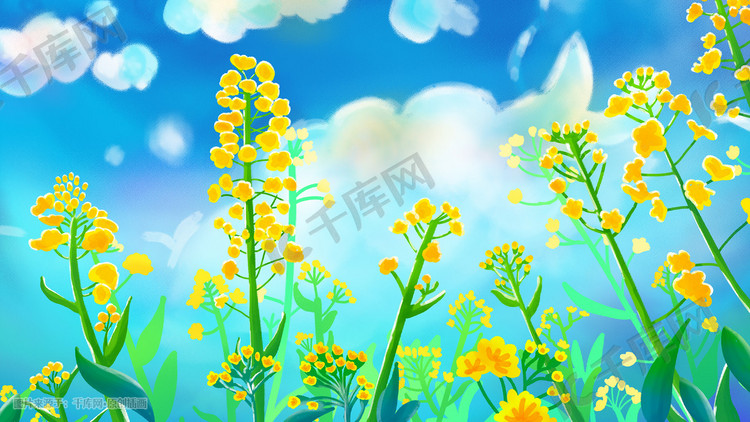 天空蓝天云花油菜花朵花背景