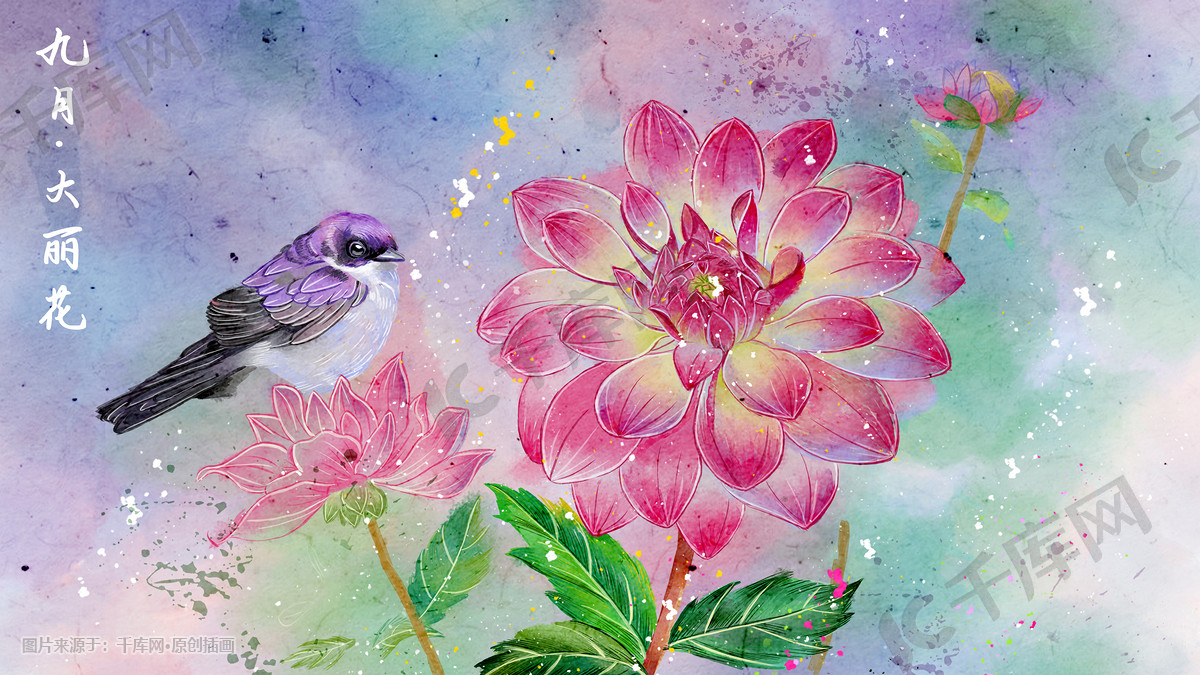 水彩花鸟十二月花信之九月大丽花插画图片_千库网(插画id:56836)