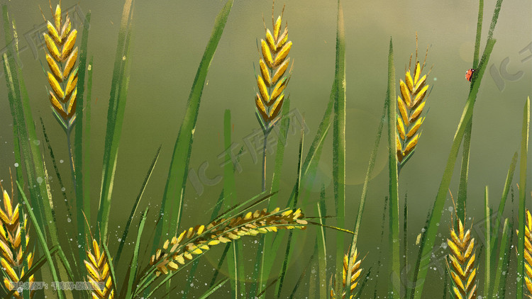 秋天丰收秋收田野中的水稻背景