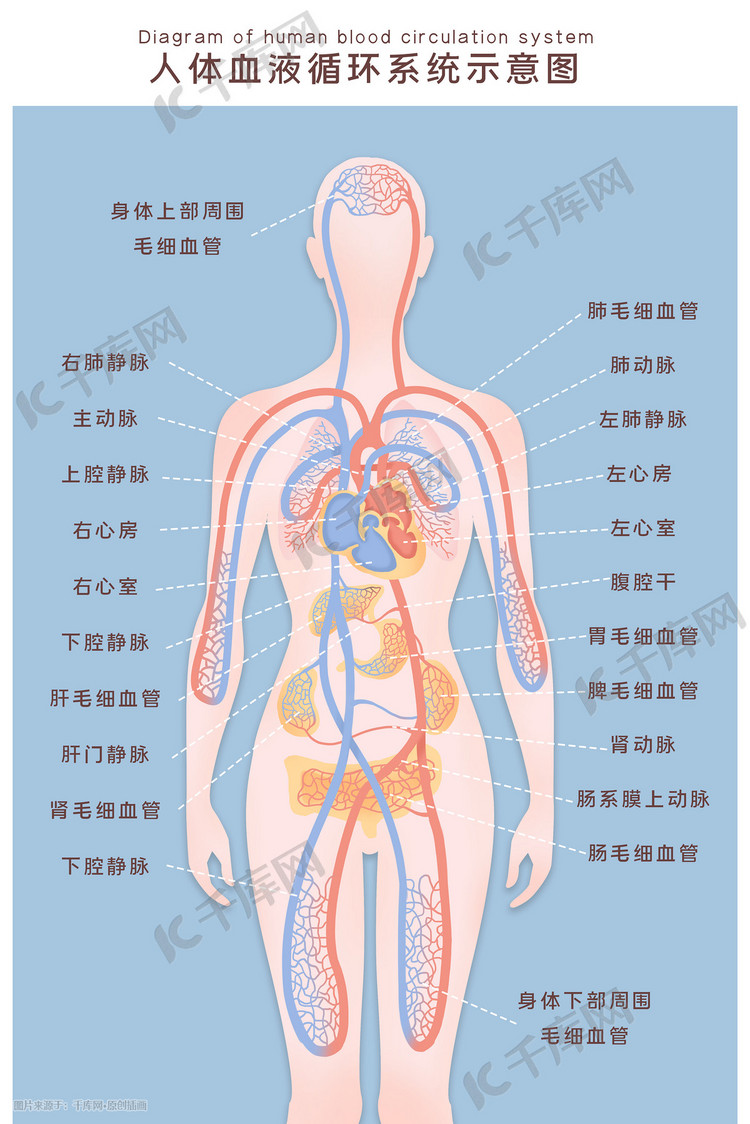 人体血液系统循环示意图