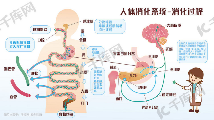 人体消化系统消化过程