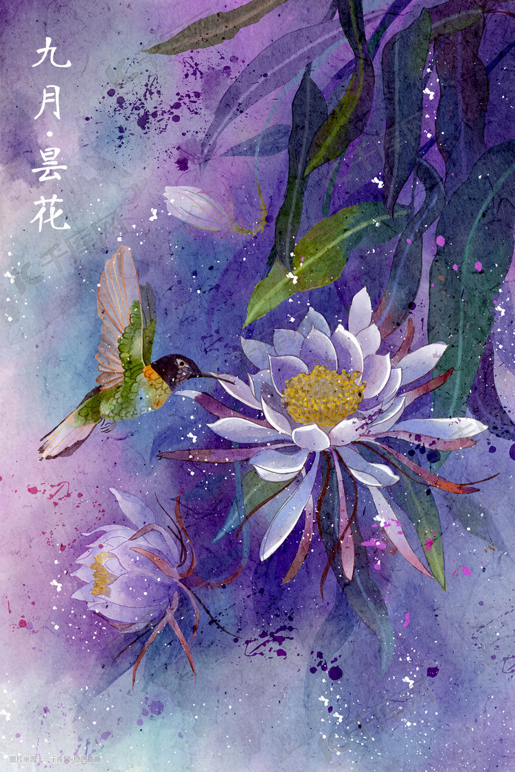 水彩花鸟画十二月花信 九月-昙花