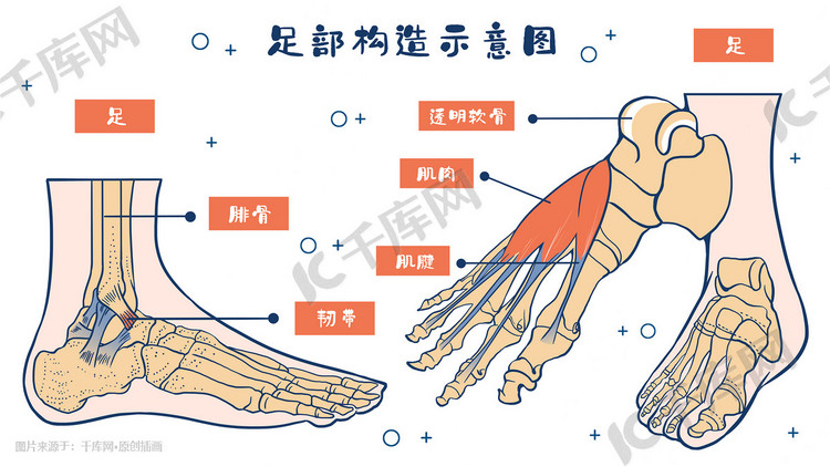 医疗人体组织器官足部构造插画科普