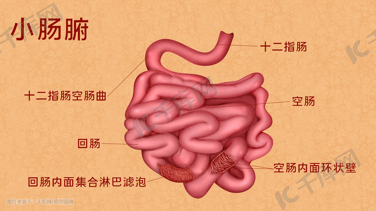 小肠结构模式图图片