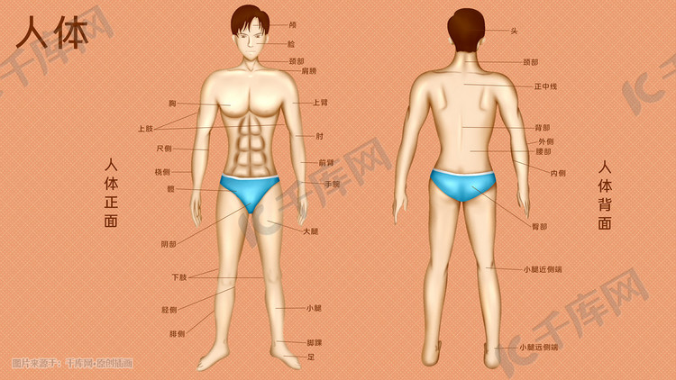 人体医疗组织器官人体示意图插画科普