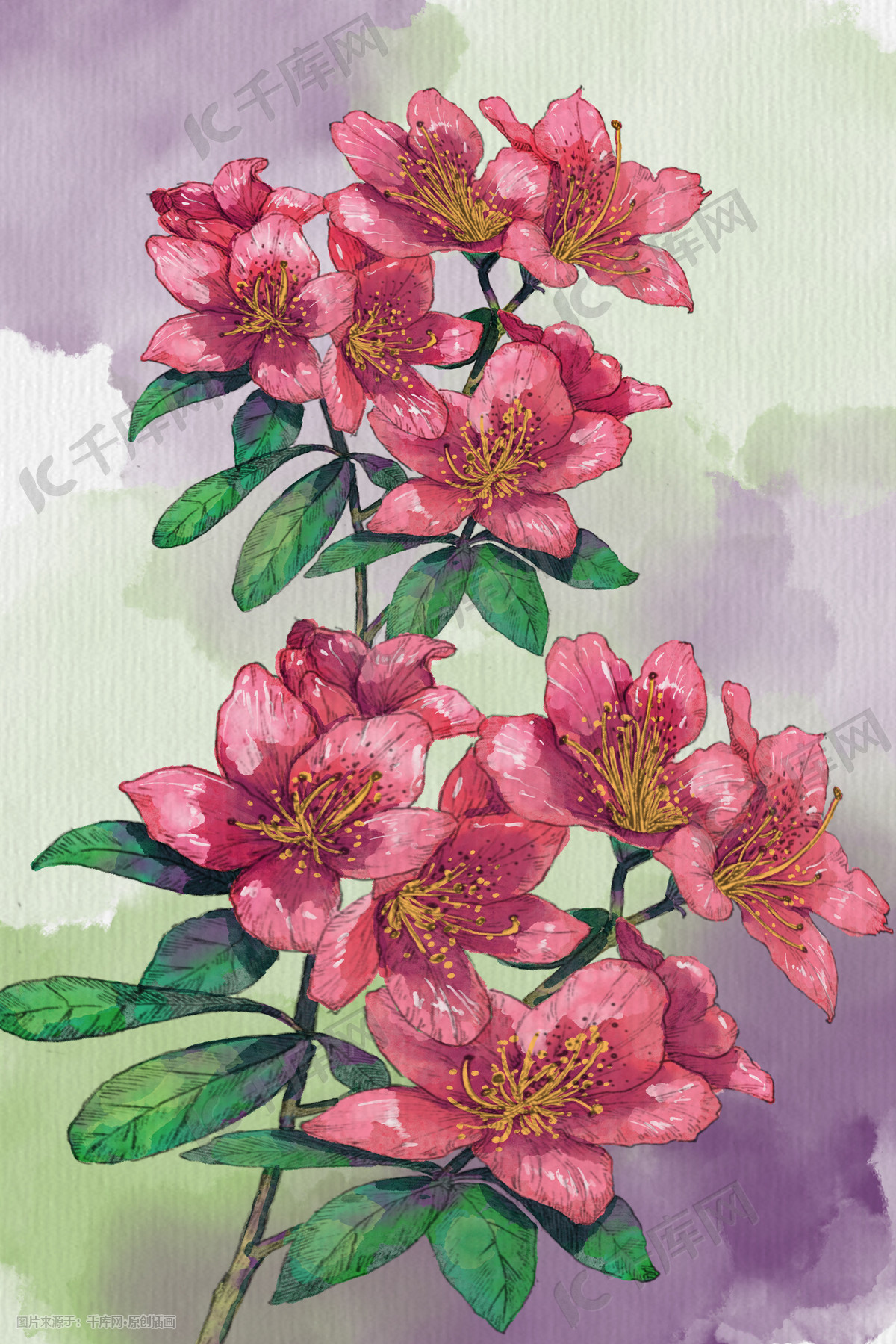 水彩花卉水彩背景唯美植物杜鹃花插画图片-千库网