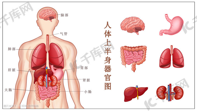 人体上半身器官元素彩色写实插画