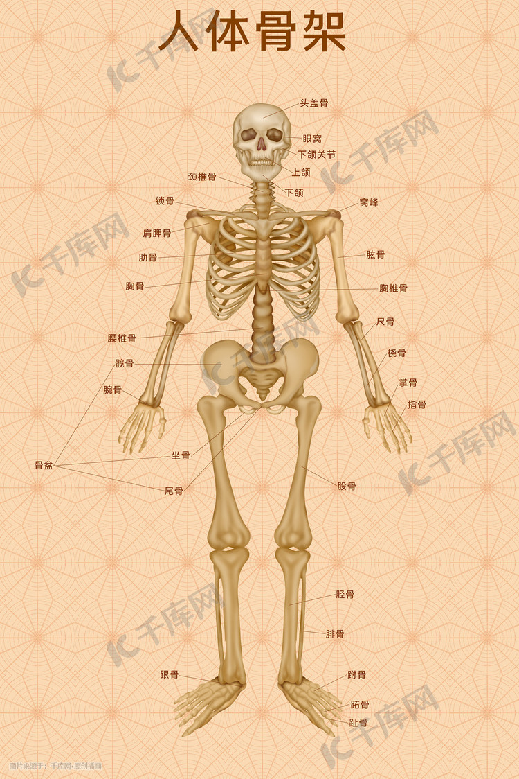 人体医疗组织器官人体骨架示意图插画科普