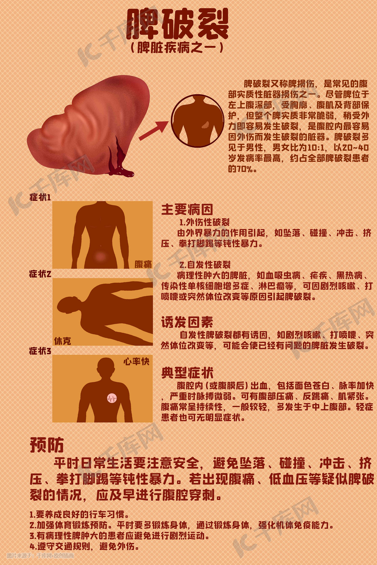 人体医疗组织器官脾脏脾破裂科普插画图片-千库网