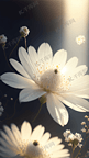 白色瞐莹透明花朵