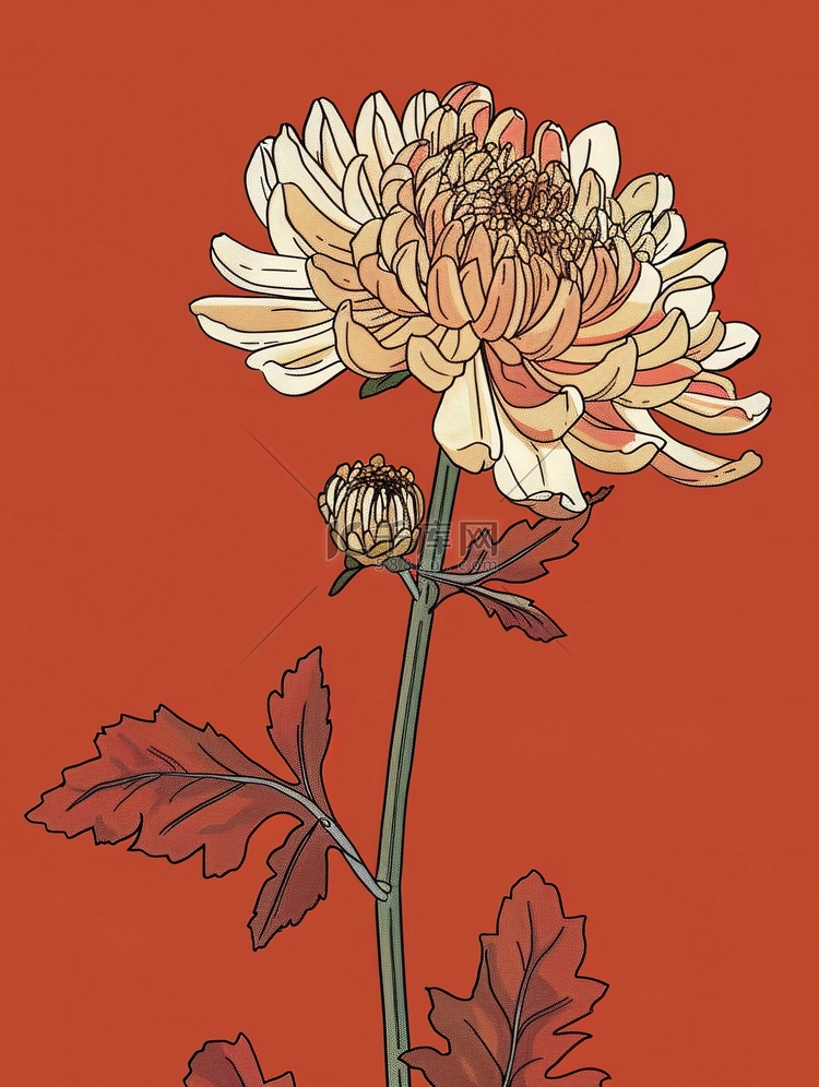 一朵优雅的菊花插画