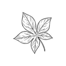 horsechestnut buckeye 叶孤立素描单色17