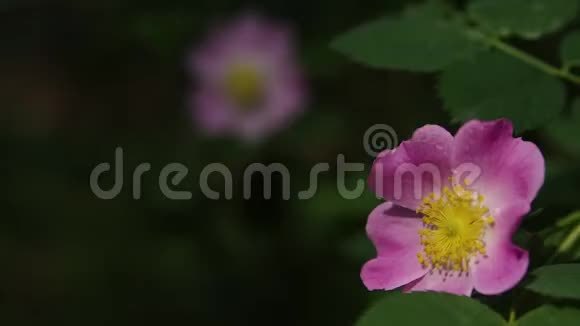 蔷薇犬玫瑰花 蔷薇花特写 千库网