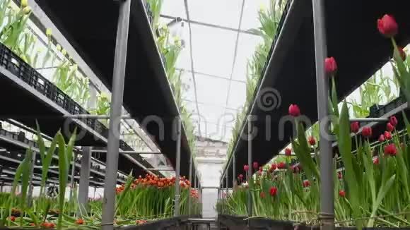 温室 相机在一排排货架之间移动 一箱箱箱盛开的郁金香 千库网