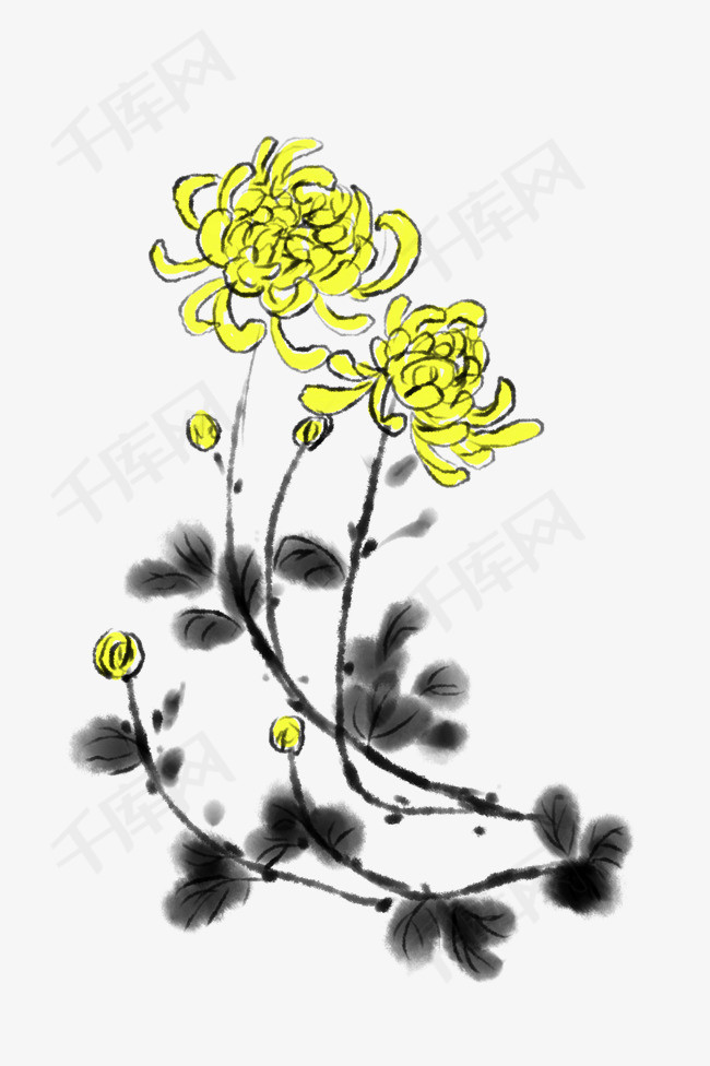 菊花花枝花葉水墨插畫